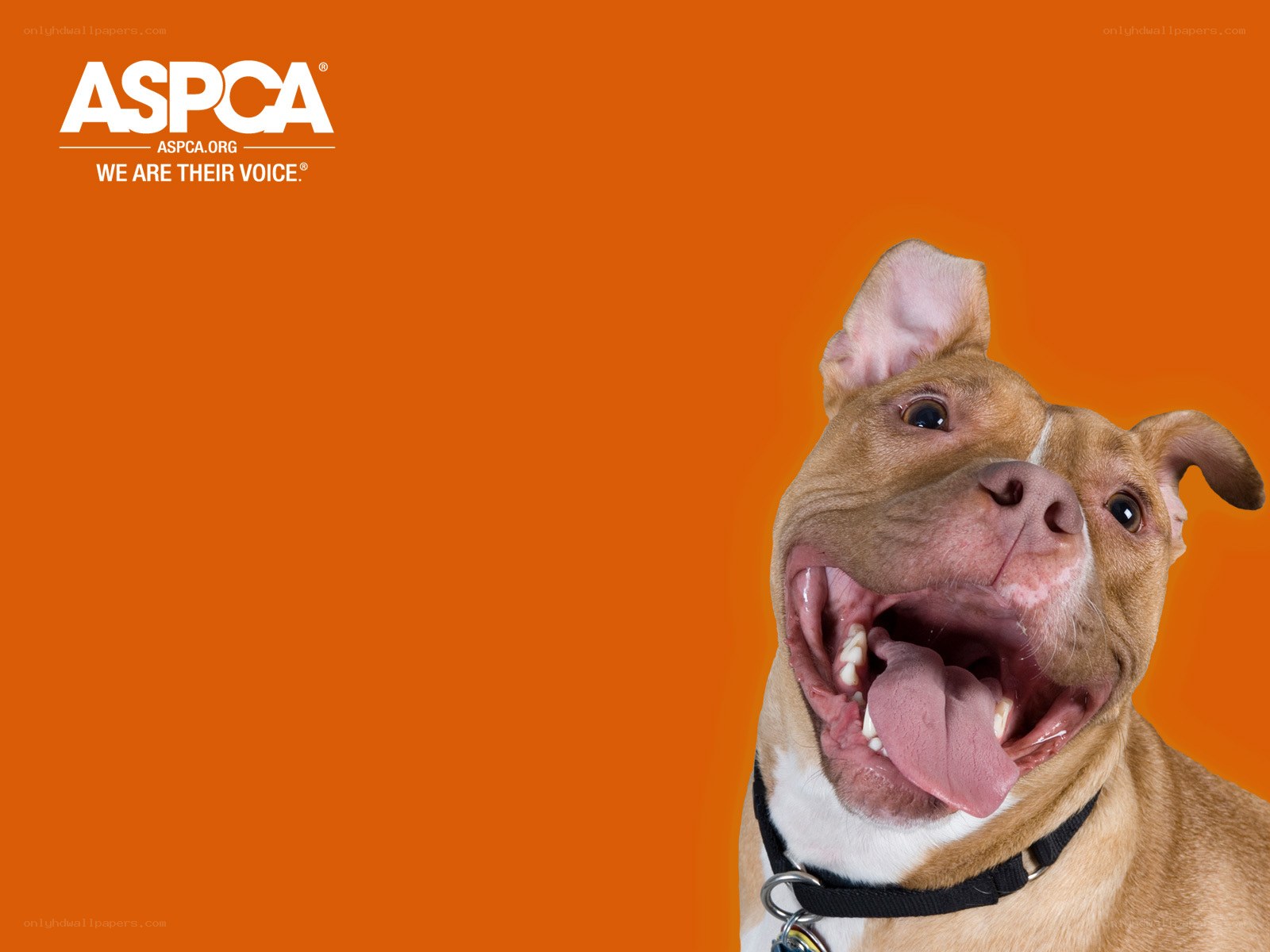 ASPCA dog advocacy image