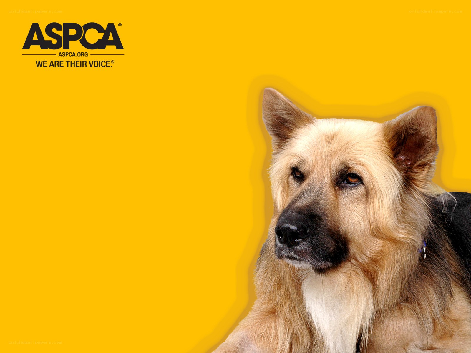 ASPCA dog advocacy image