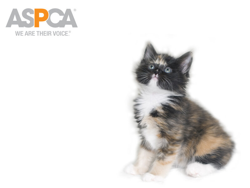ASPCA kitten adoption