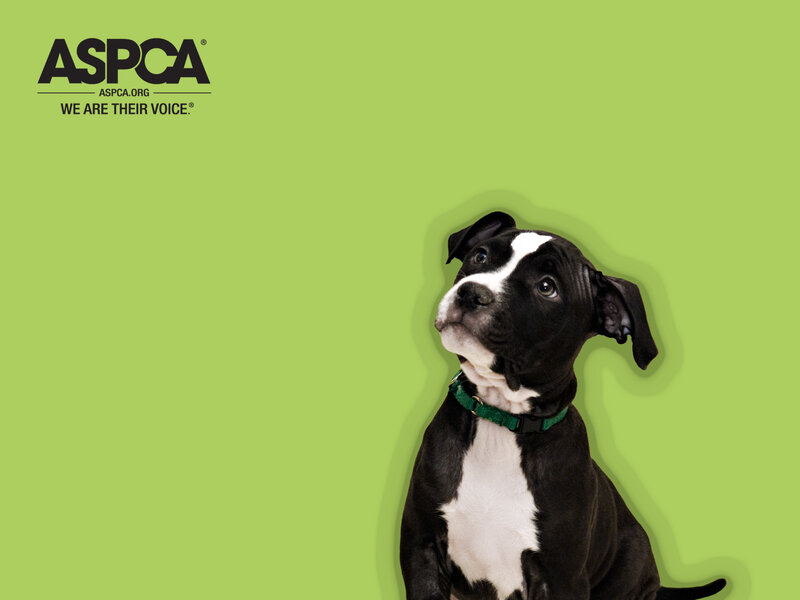 ASPCA puppy adoption