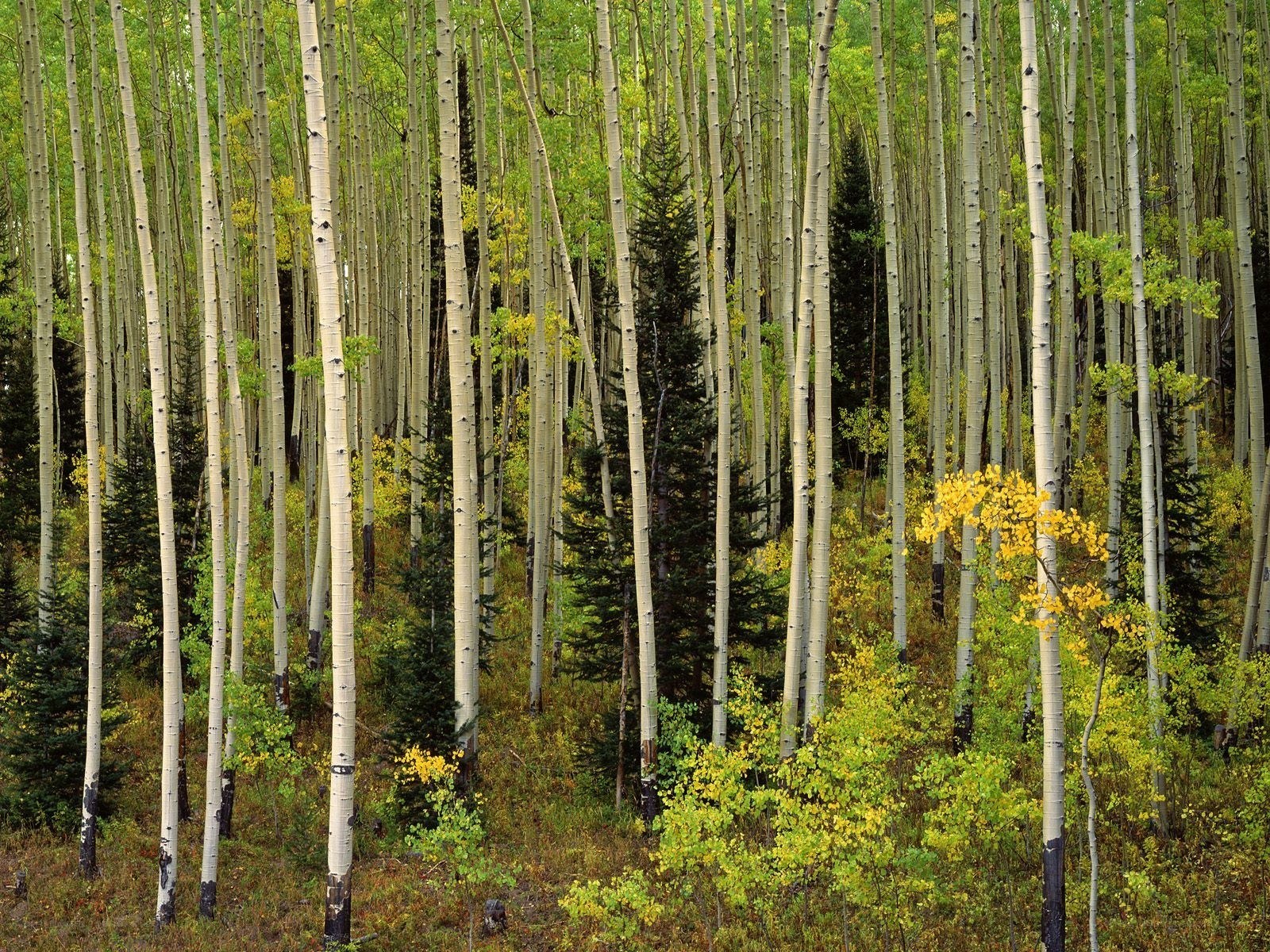 Aspen forest in autumn