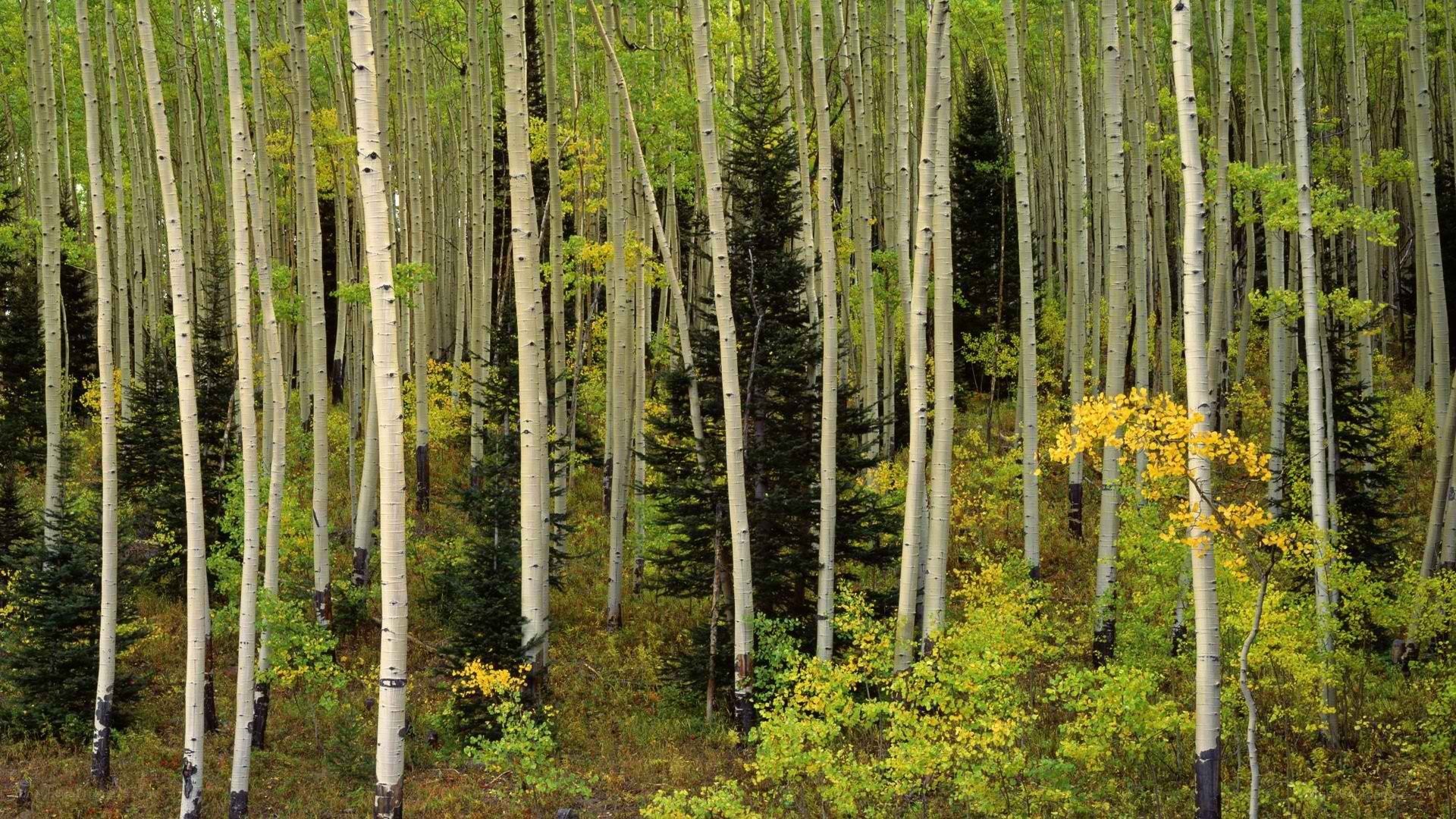 aspen forest in autumn