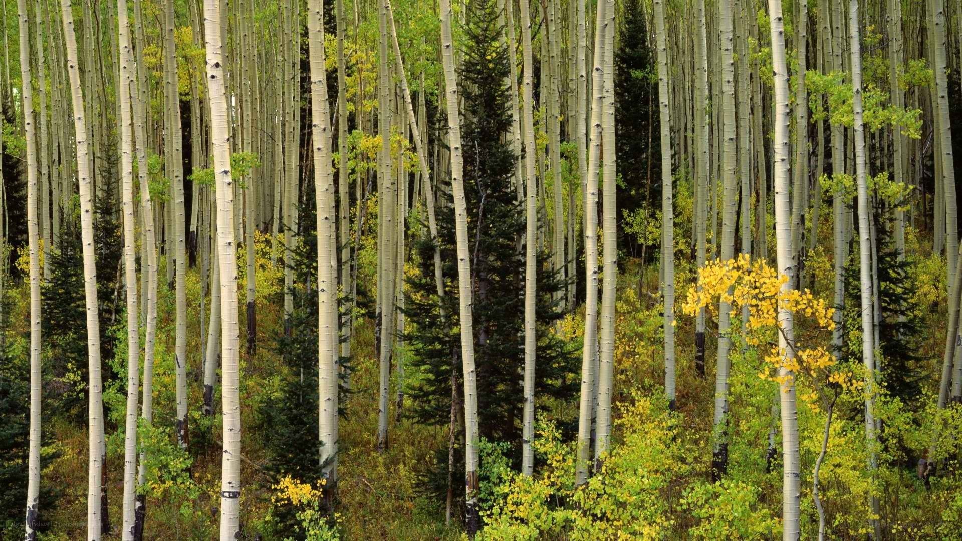 Aspen forest in autumn