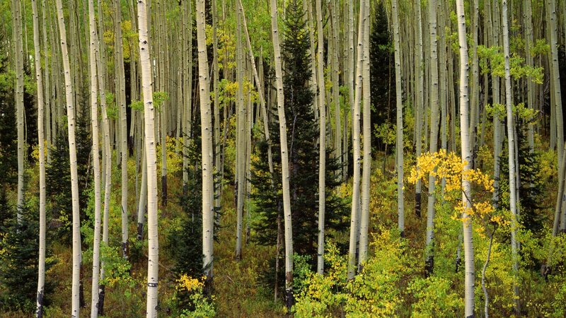 aspen forest in autumn