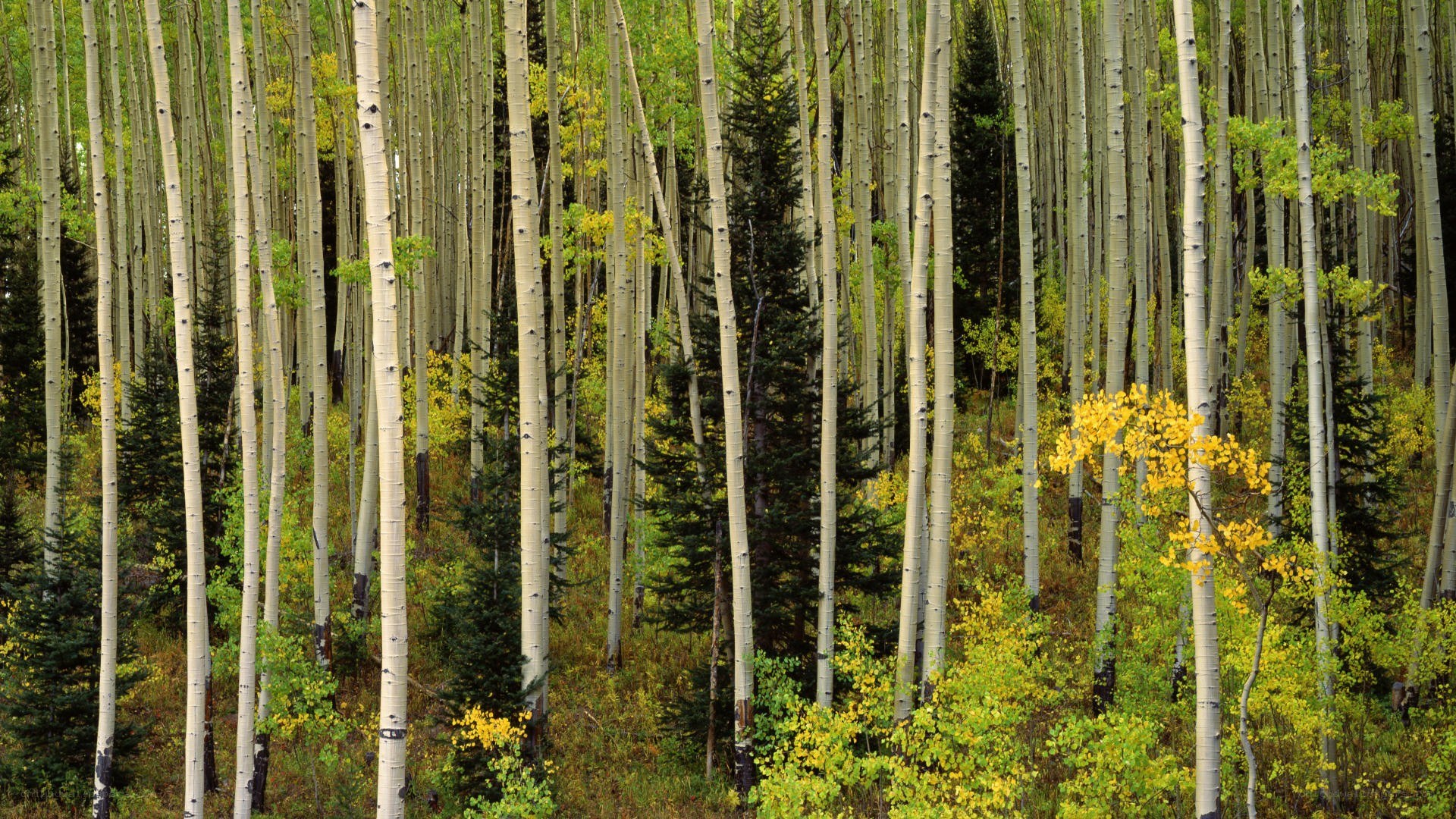 aspen forest in autumn