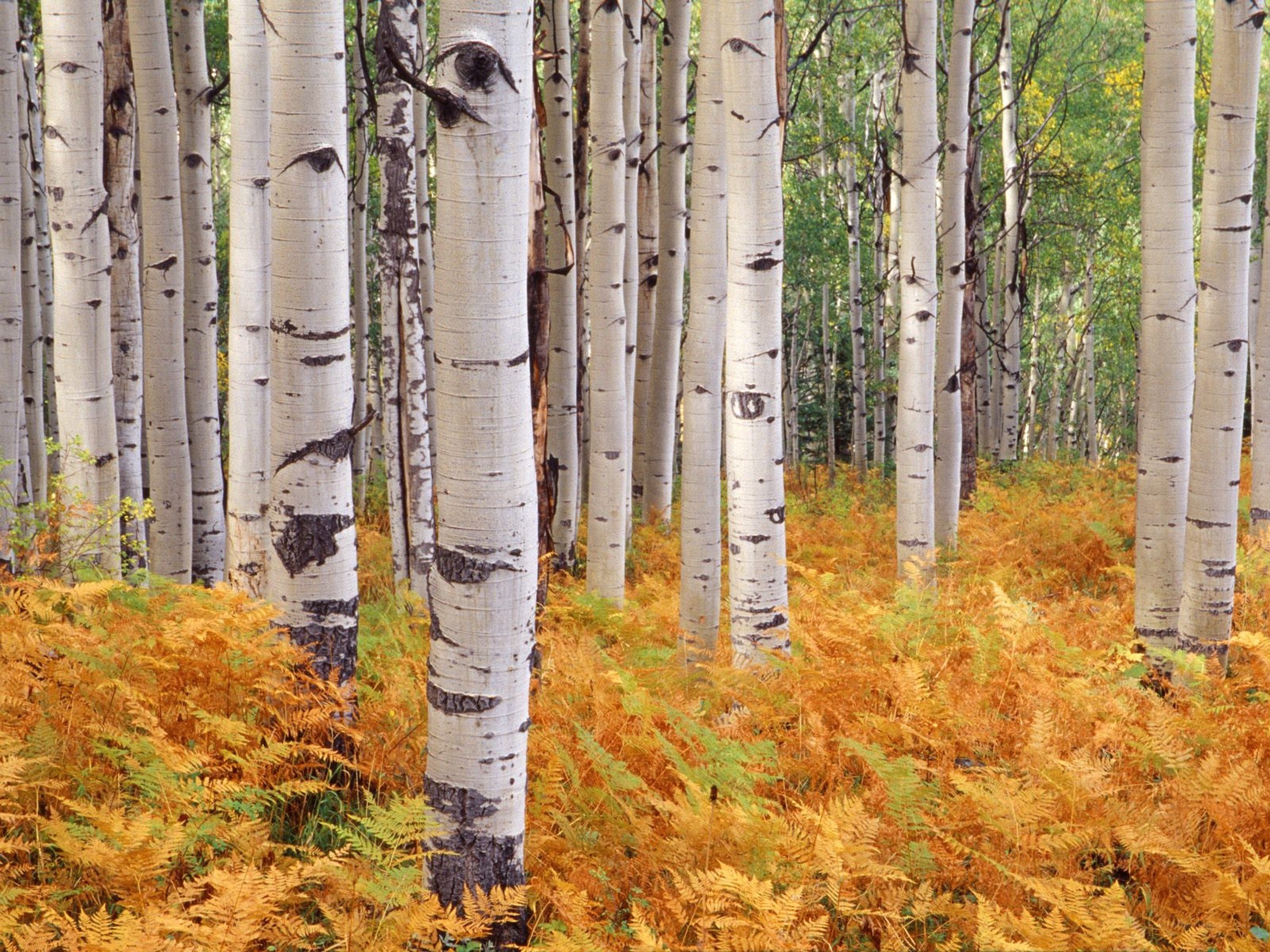Aspen forest in autumn