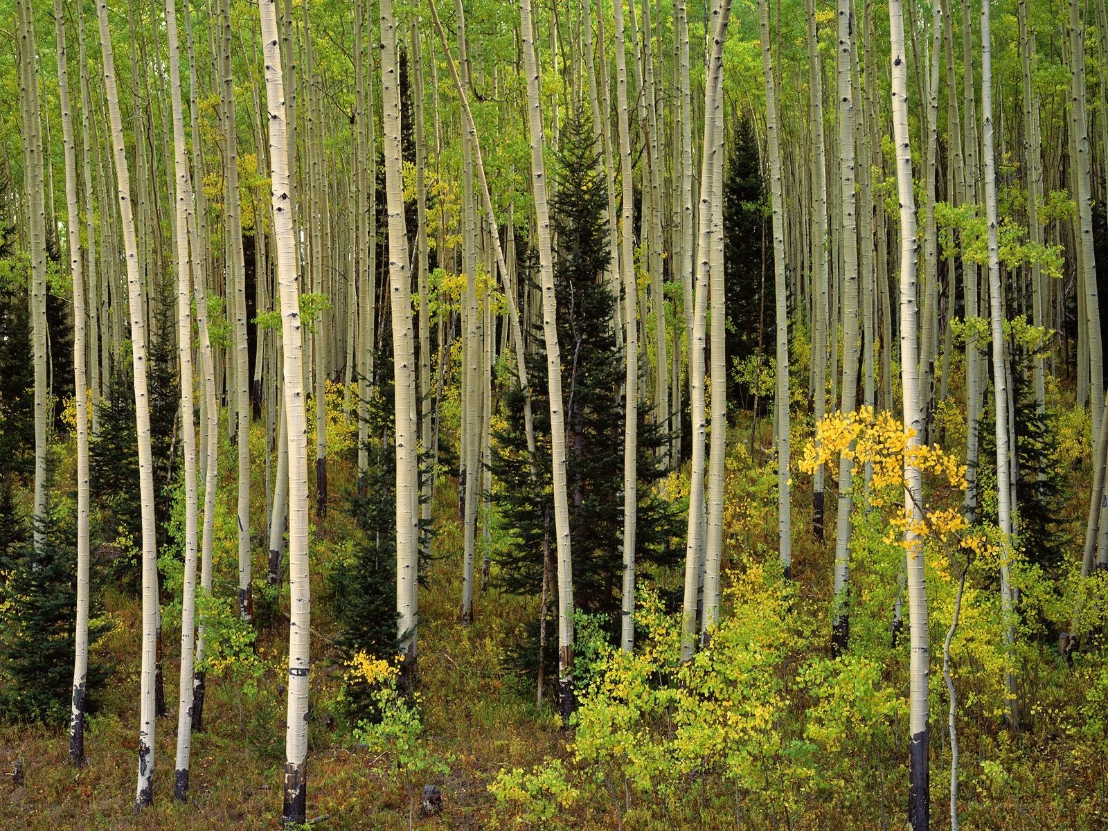 Aspen forest in autumn
