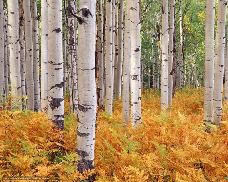Aspen forest in autumn