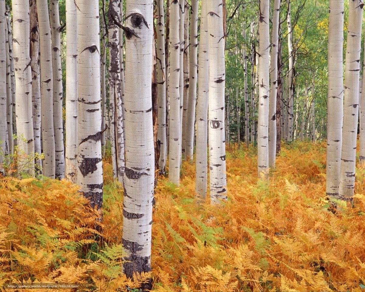 Aspen forest in autumn