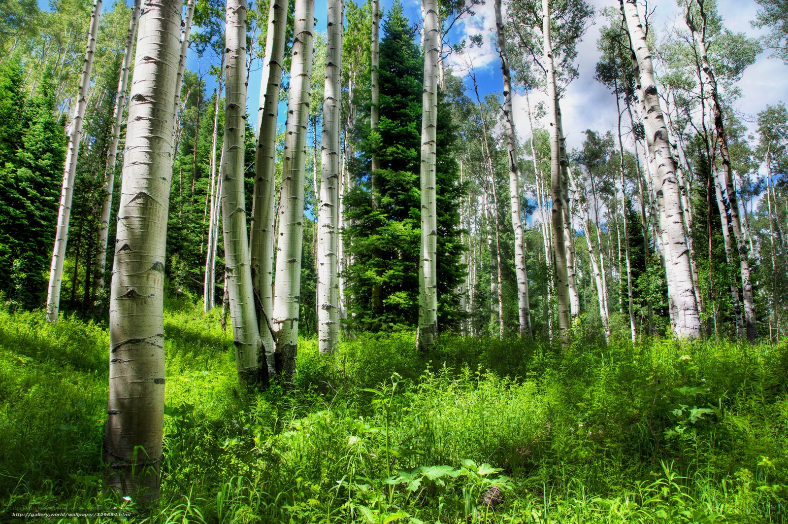 Aspen forest in summer
