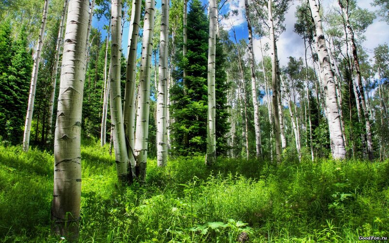 Aspen forest in summer
