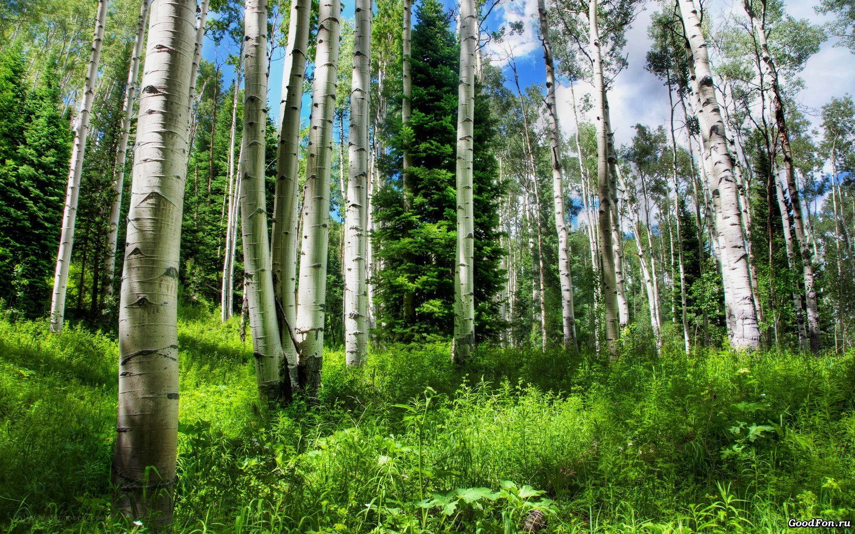 Aspen forest in summer
