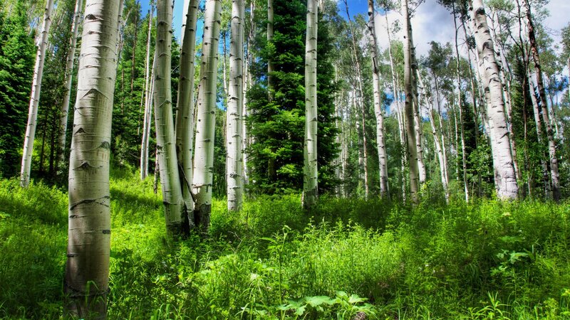 Aspen forest in summer