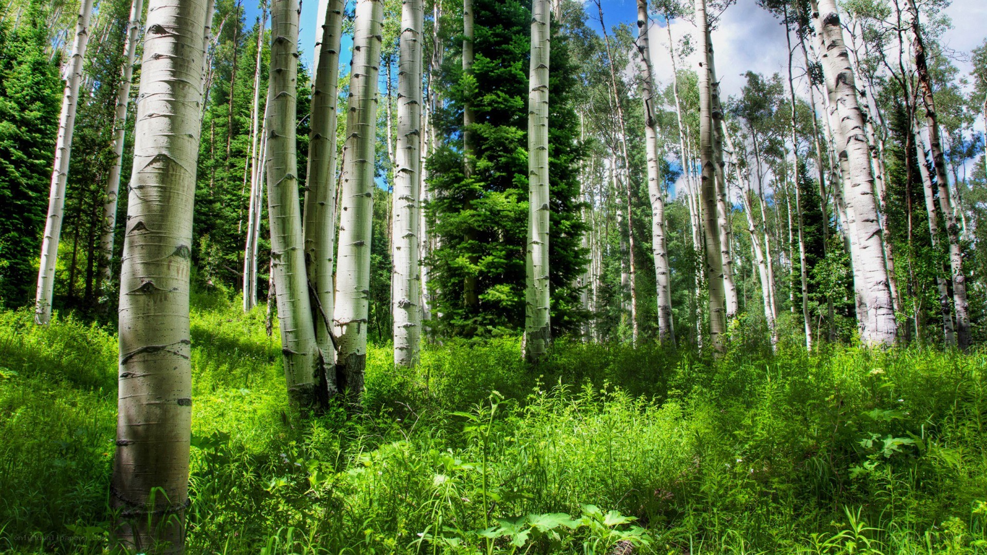 Aspen forest in summer