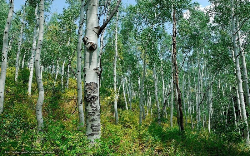 Aspen forest in summer