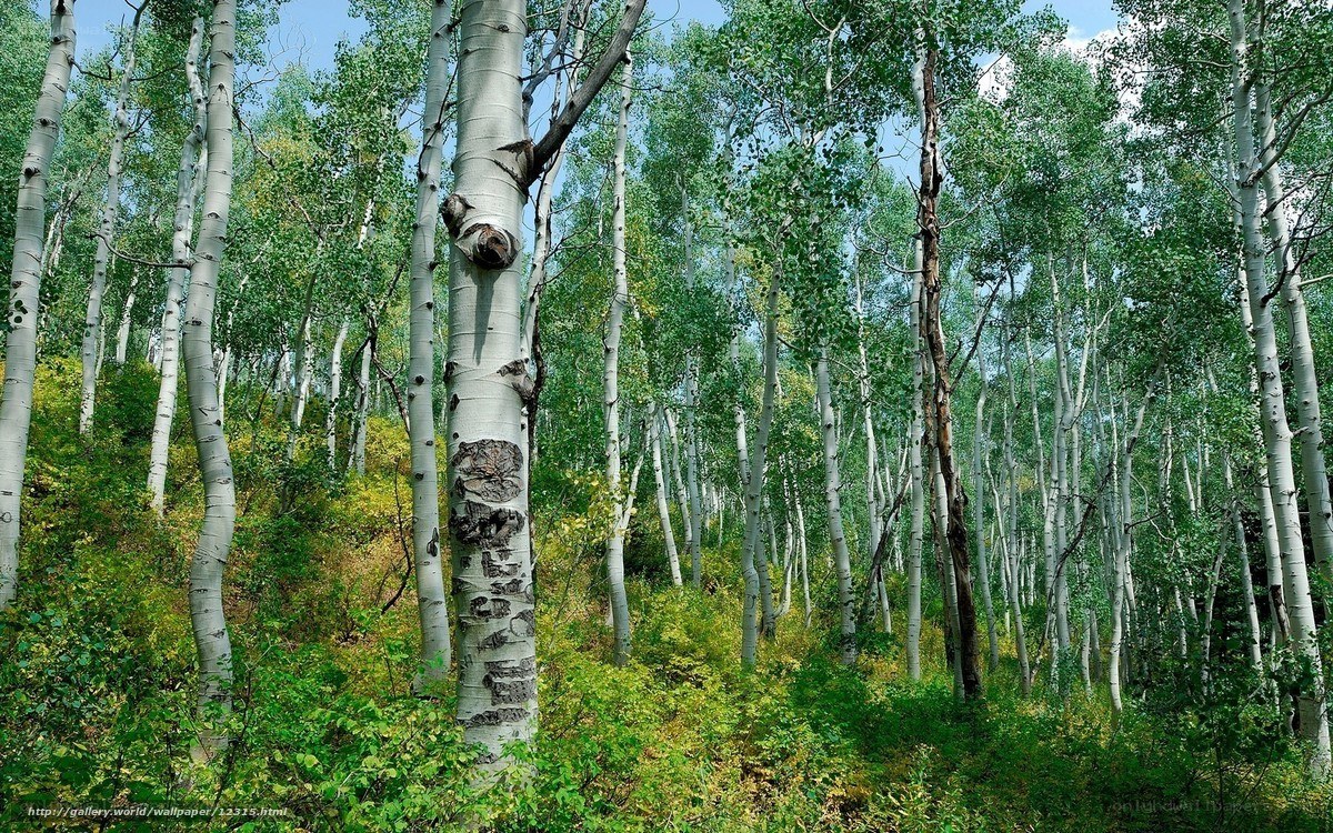 Aspen forest in summer
