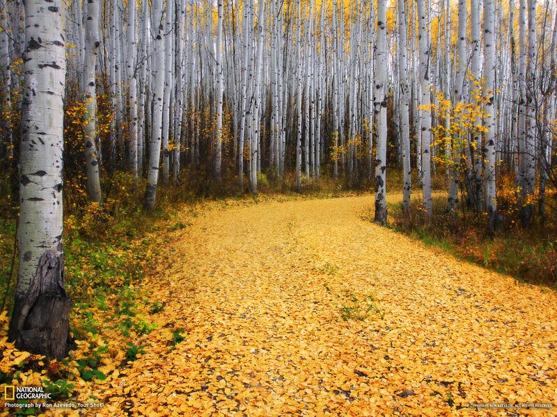Aspen Forest Path