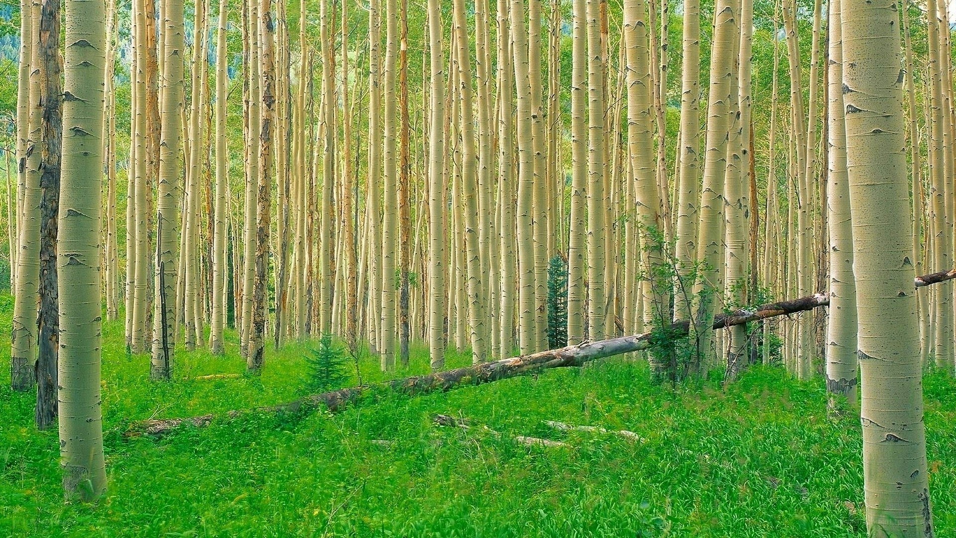 Aspen forest with fallen log