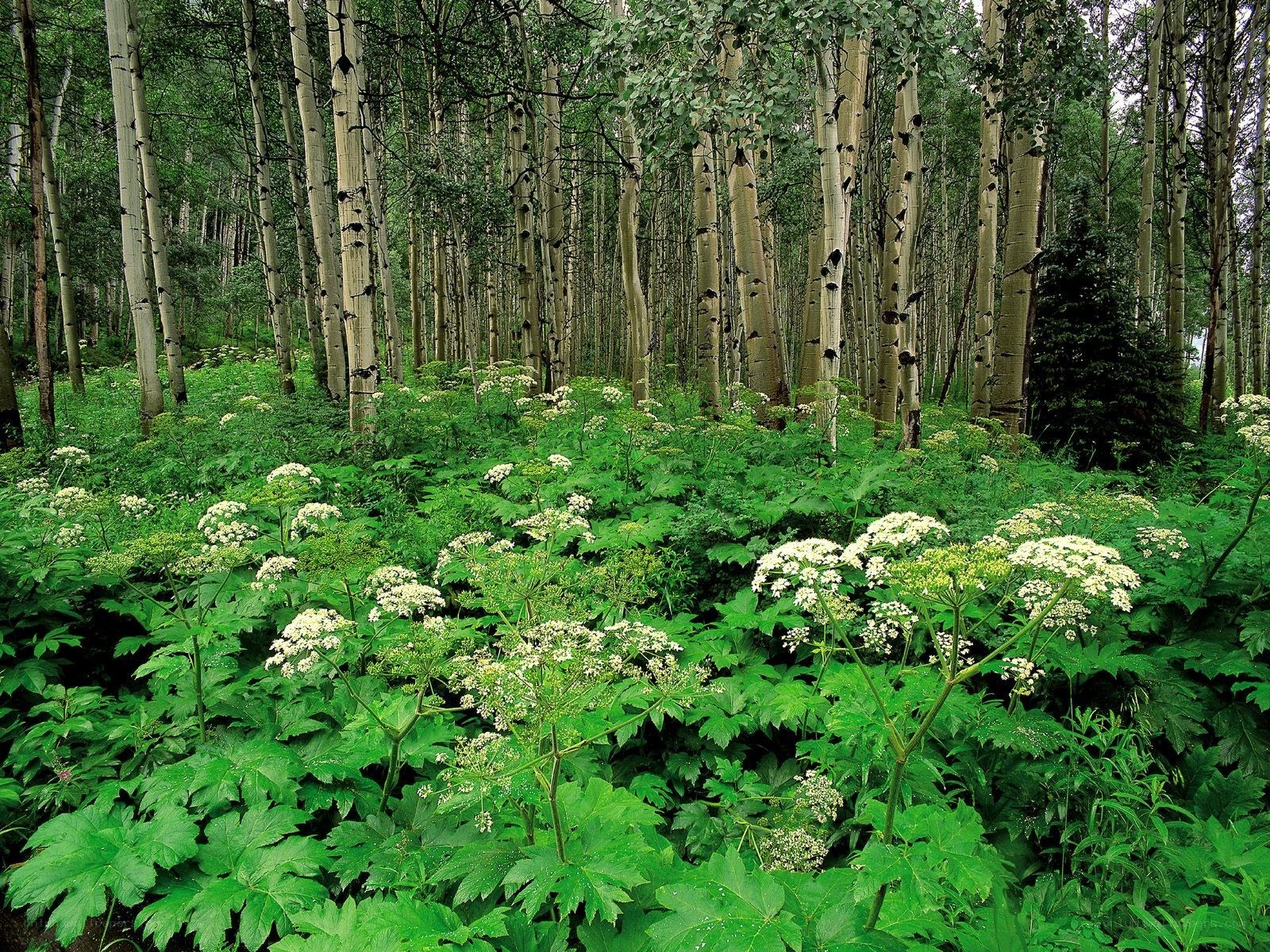 Aspen forest with wildflowers