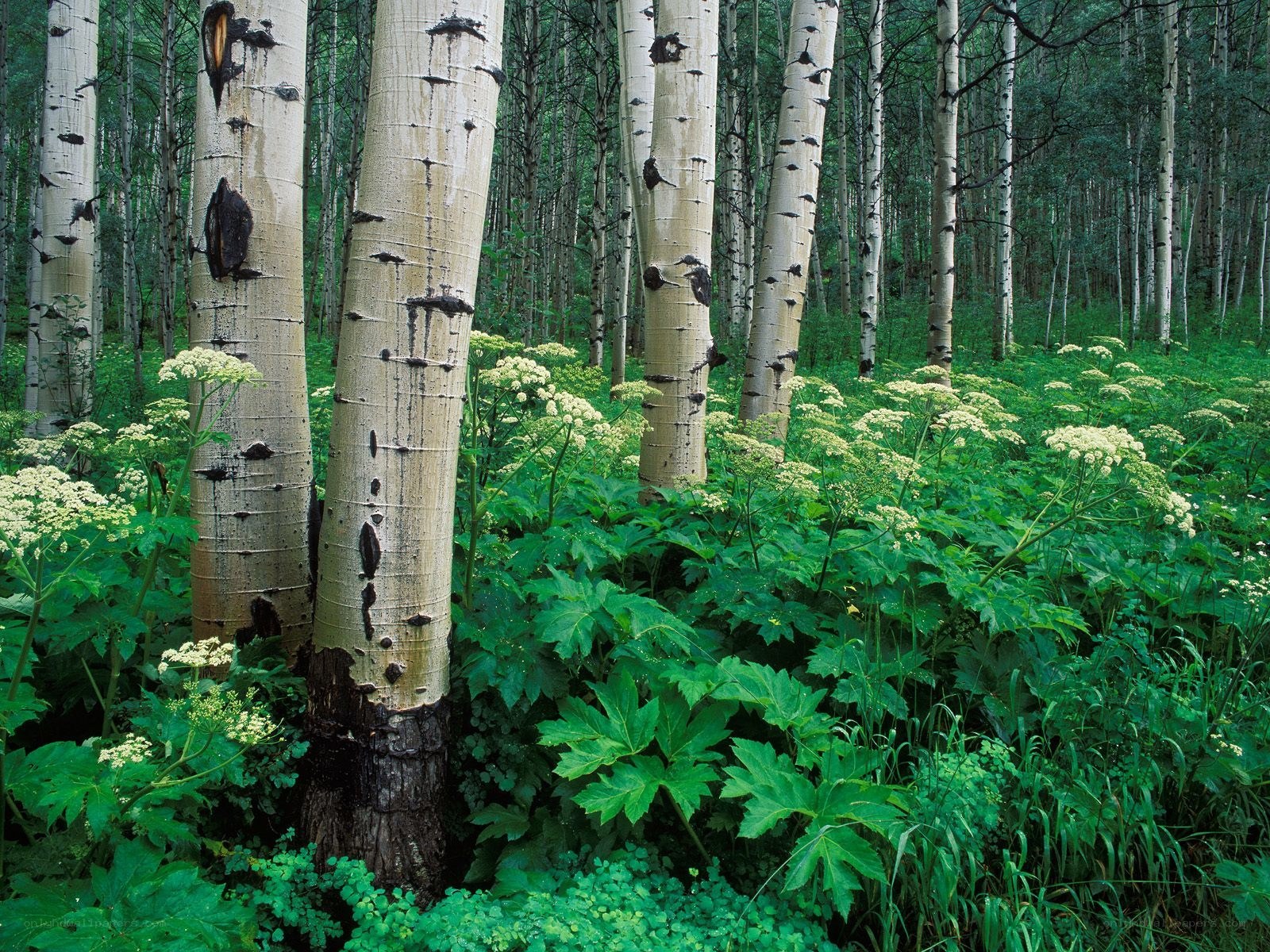 Aspen forest with wildflowers