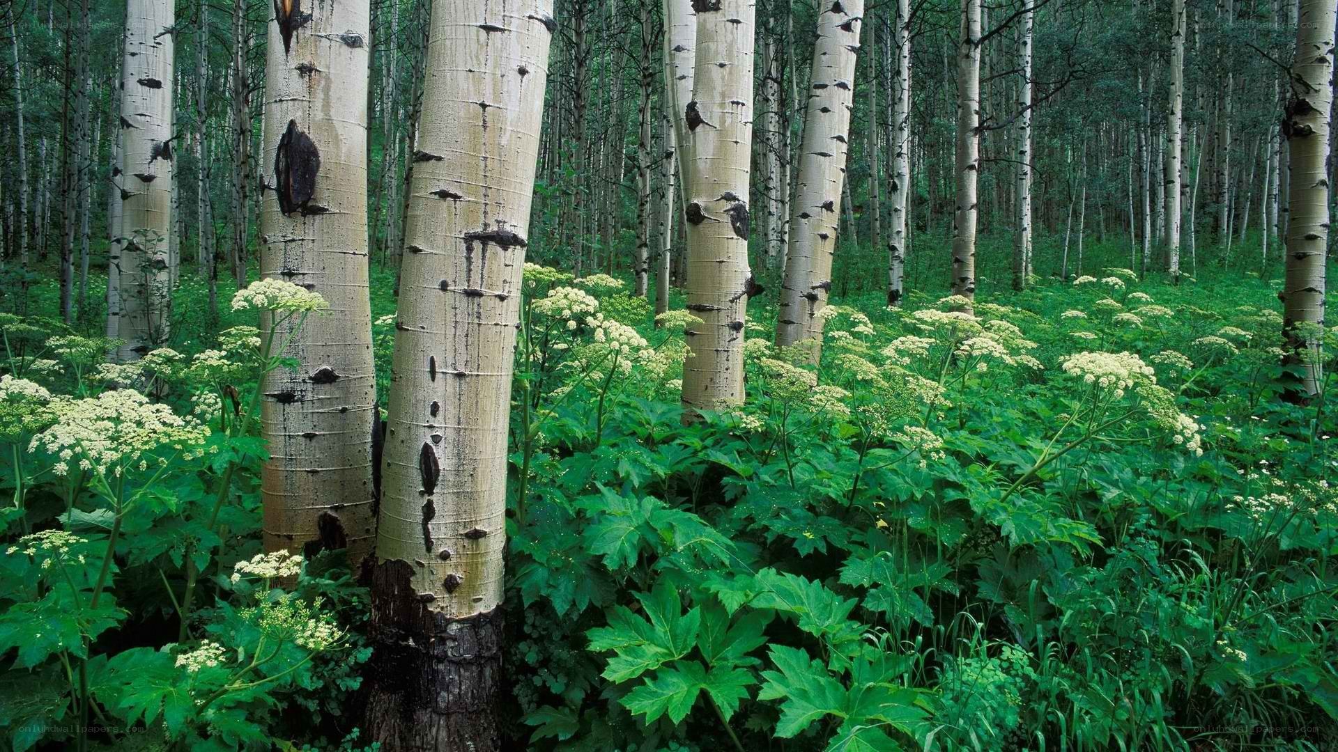 aspen forest with wildflowers