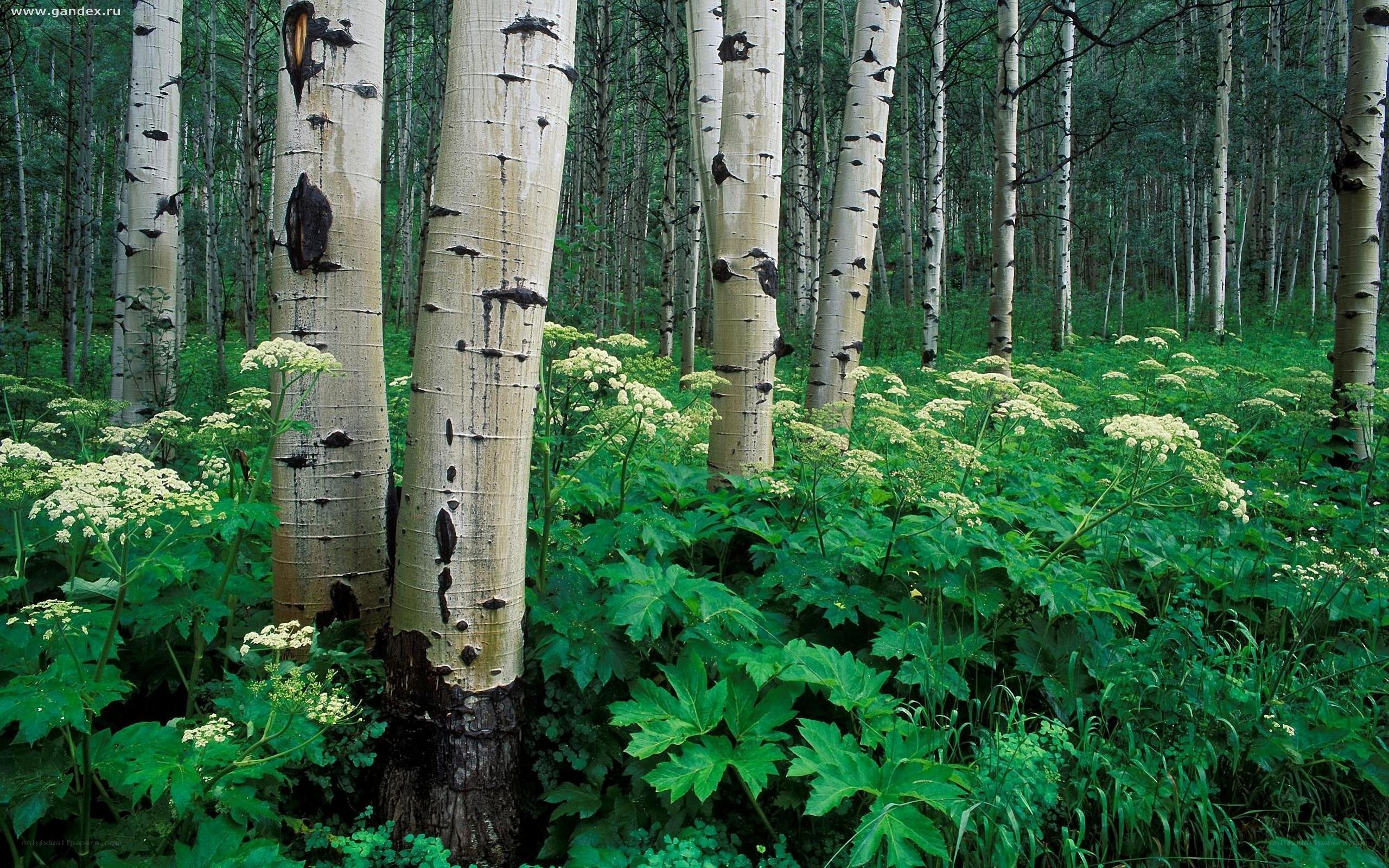 Aspen forest with wildflowers
