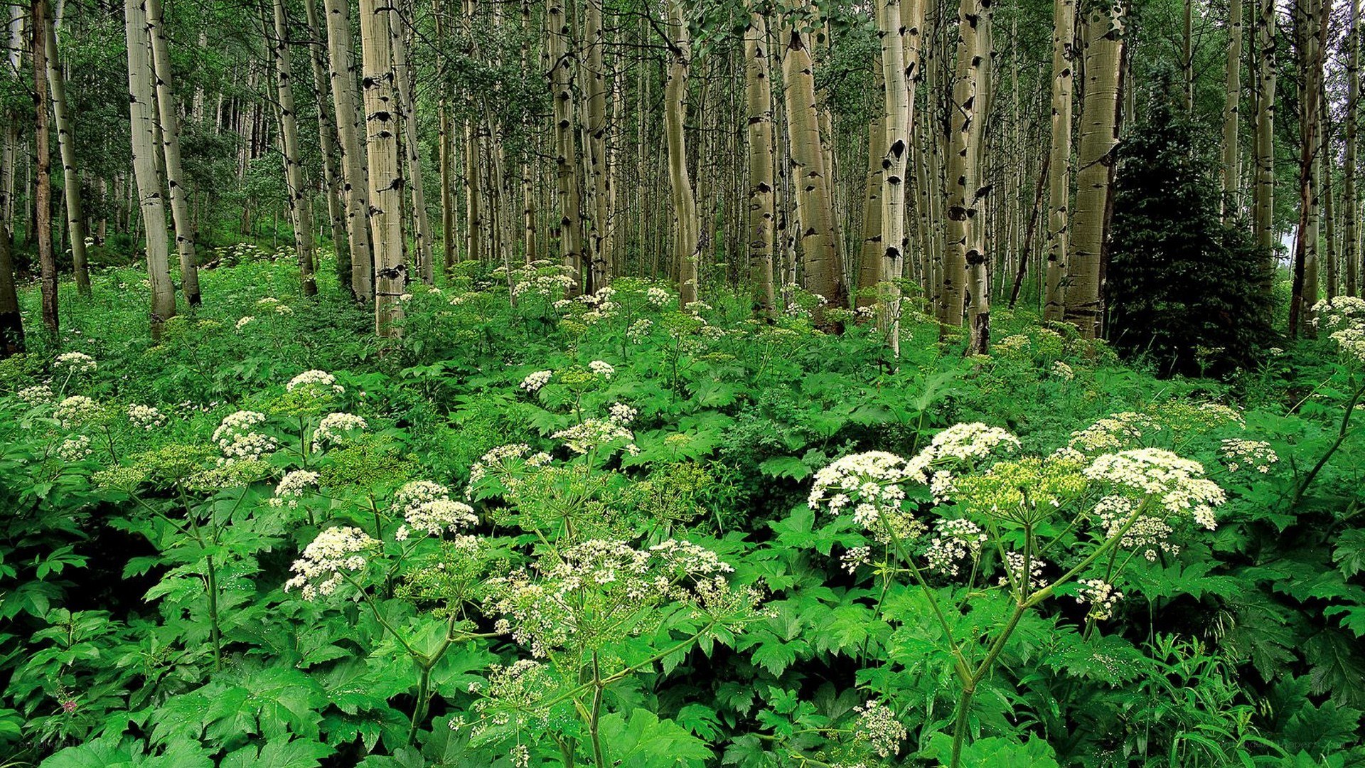 Aspen forest with wildflowers