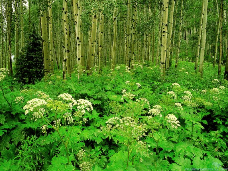 Aspen Forest with Wildflowers — Green