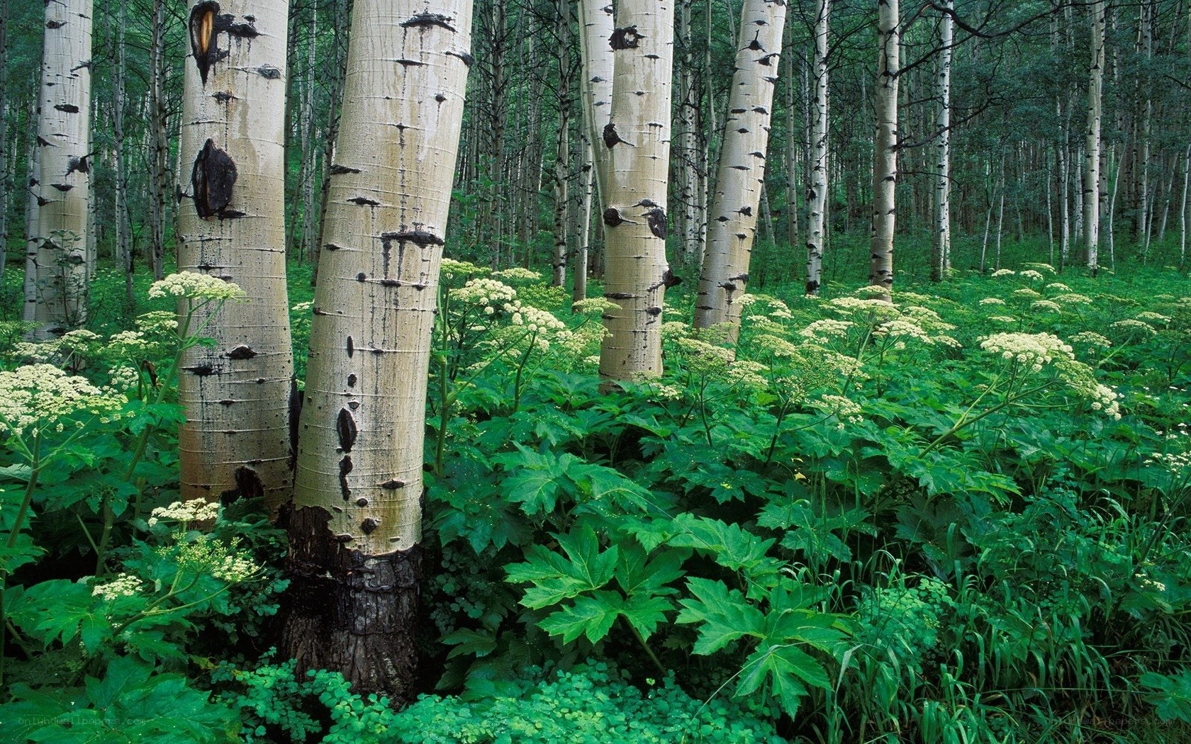 Aspen forest with wildflowers