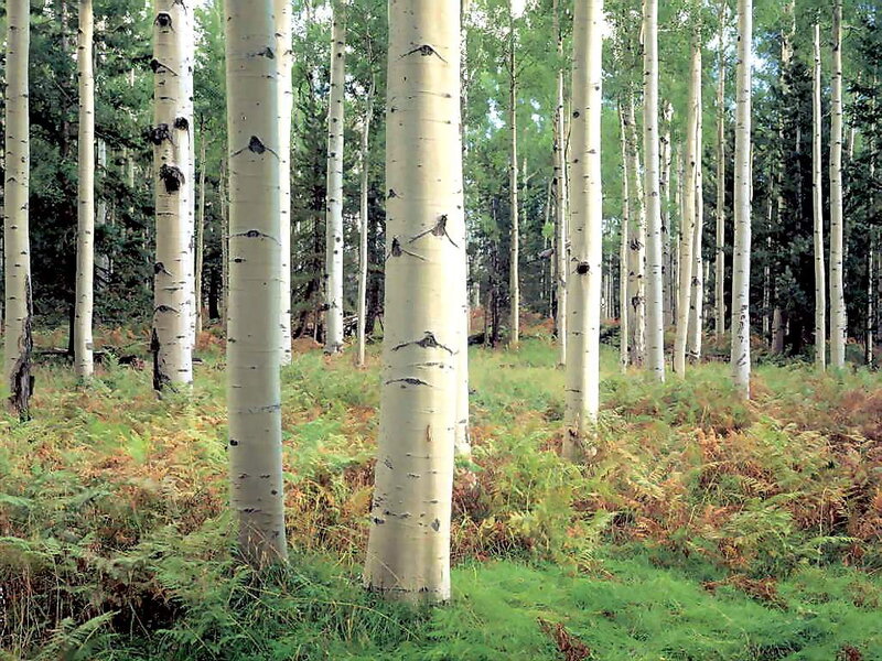 aspen grove in forest