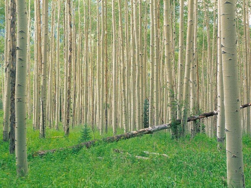 Aspen grove in green forest