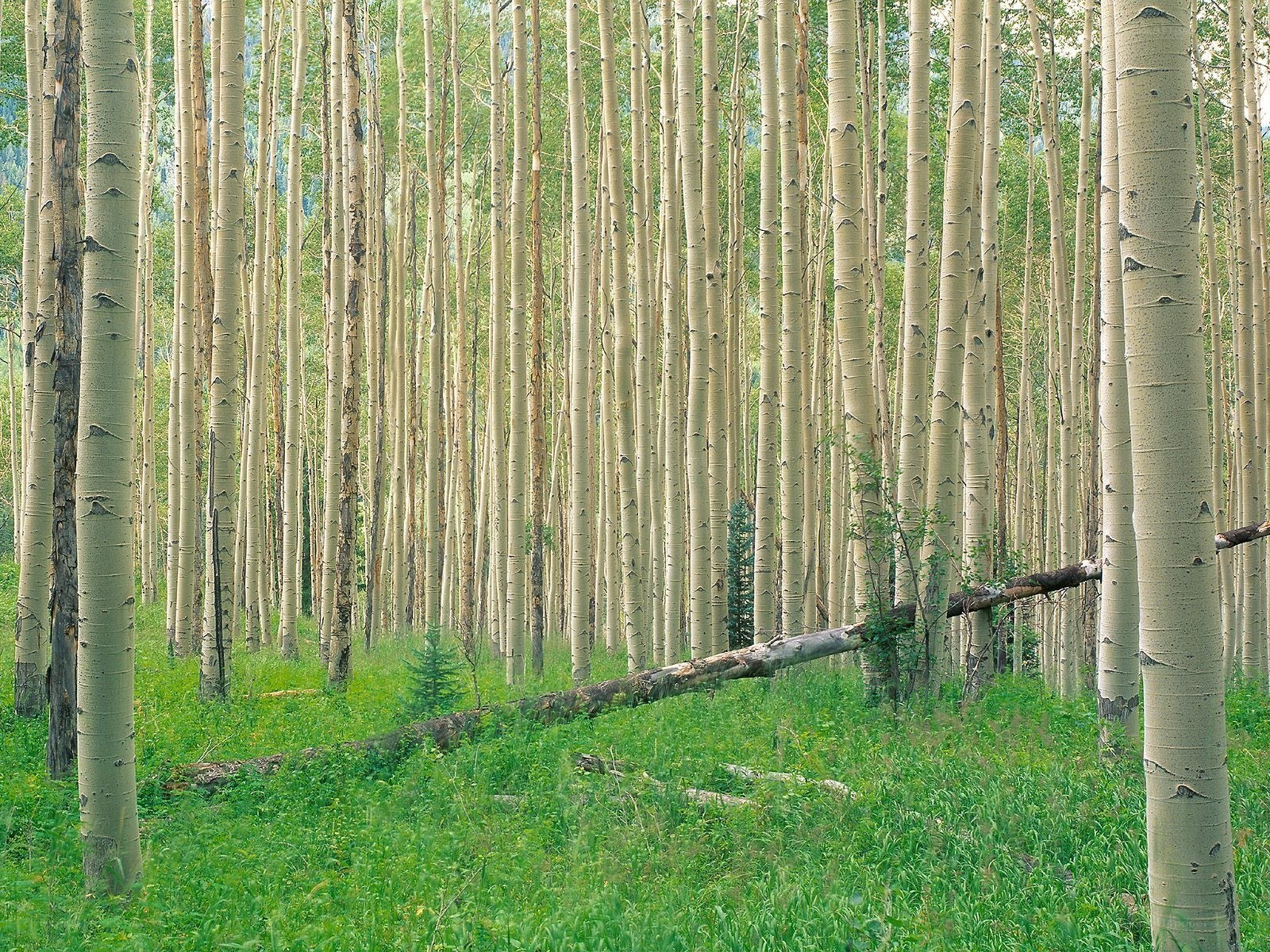 Aspen grove in green forest