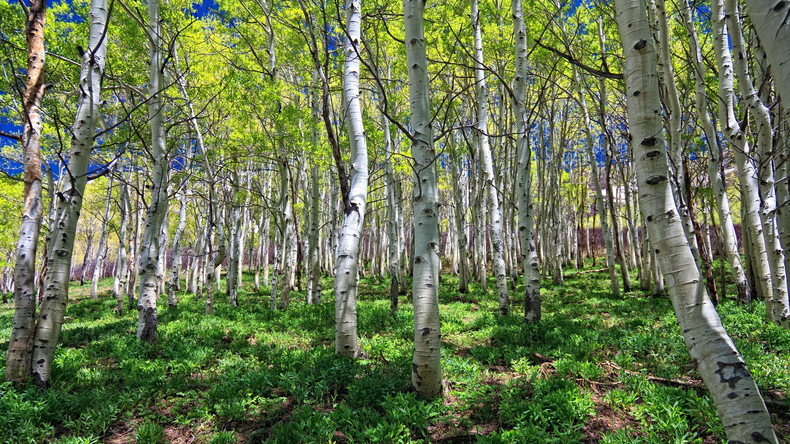 Aspen grove in spring