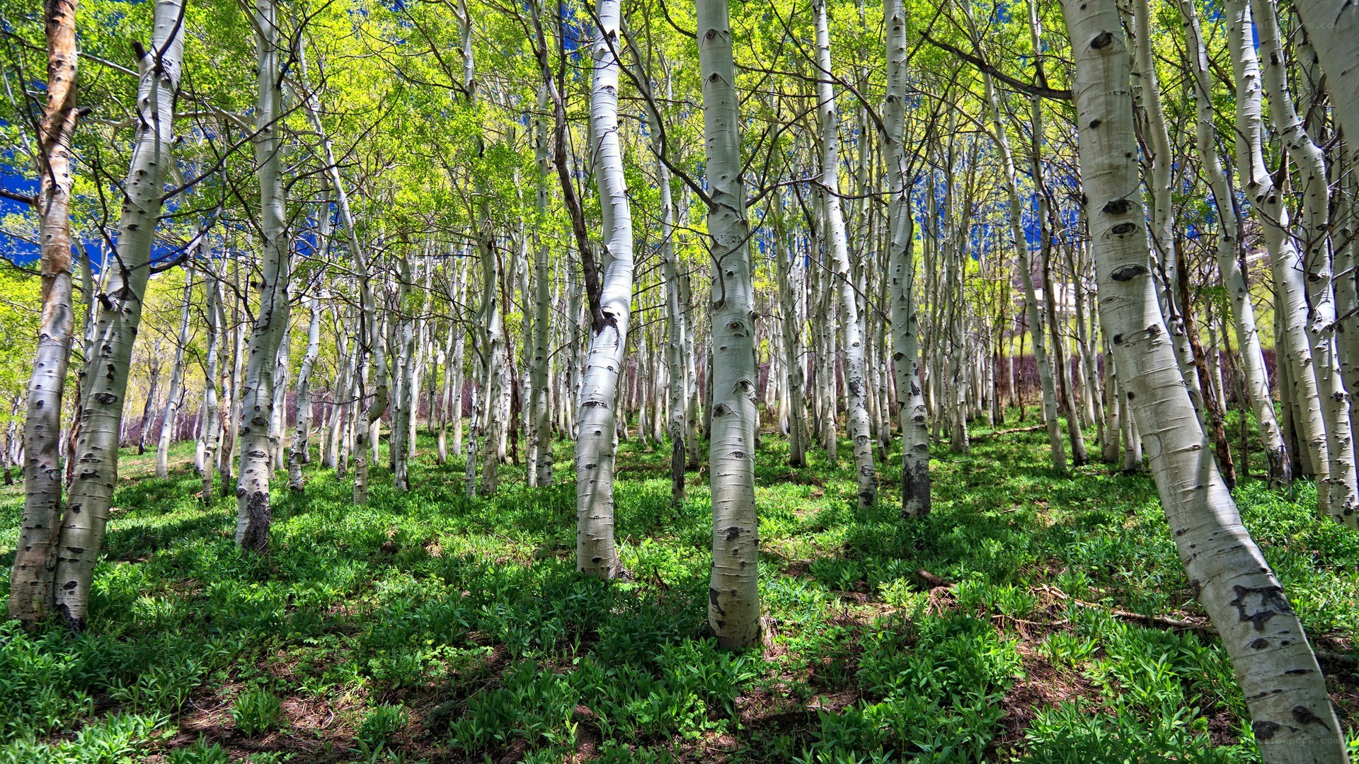 Aspen grove in spring