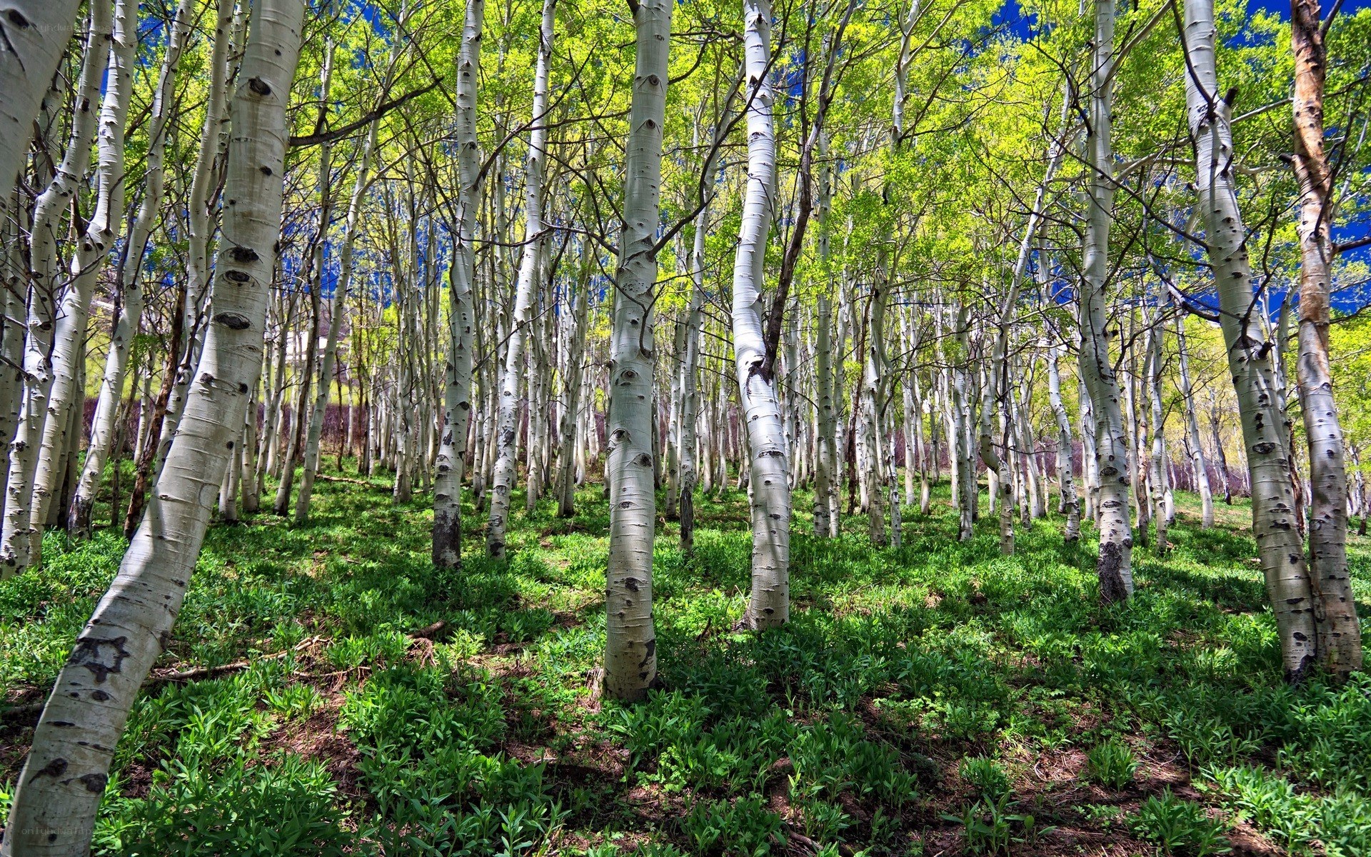 Aspen grove in spring