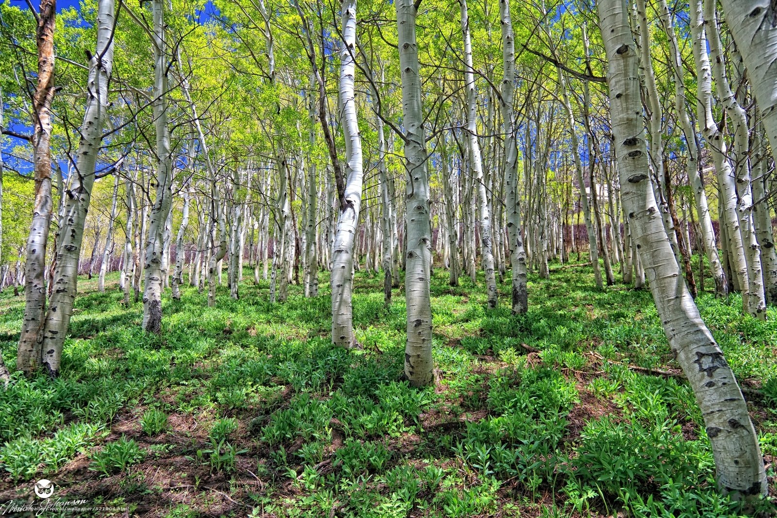 Aspen grove in spring