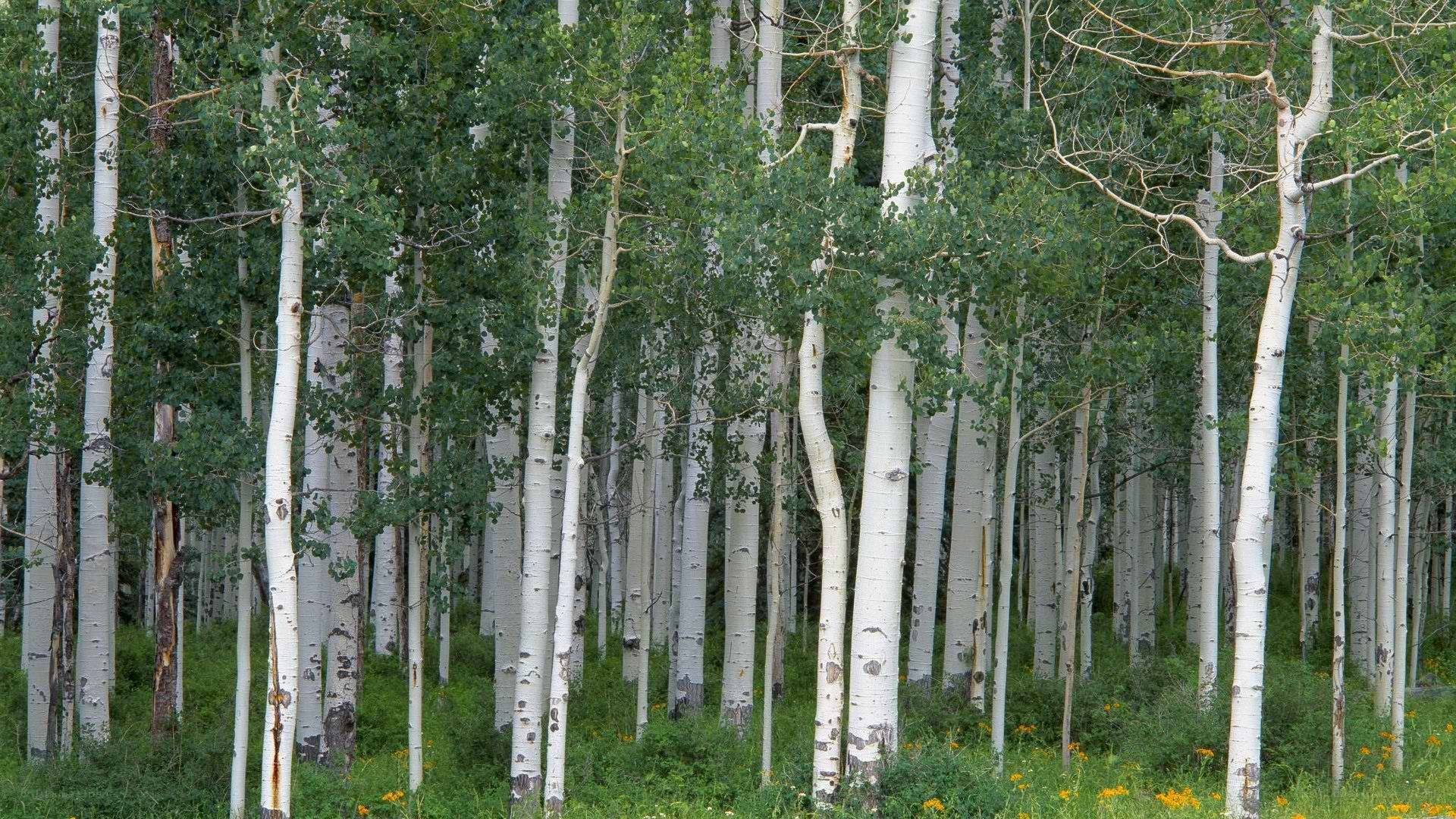 aspen grove in summer