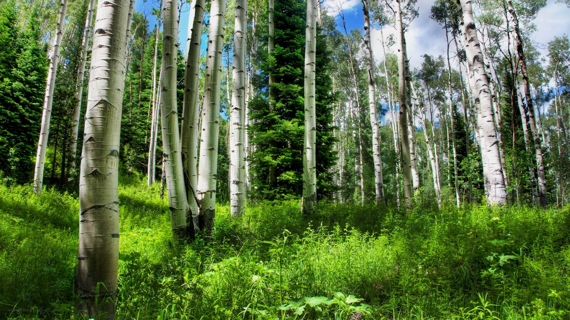 Aspen grove in sunlight