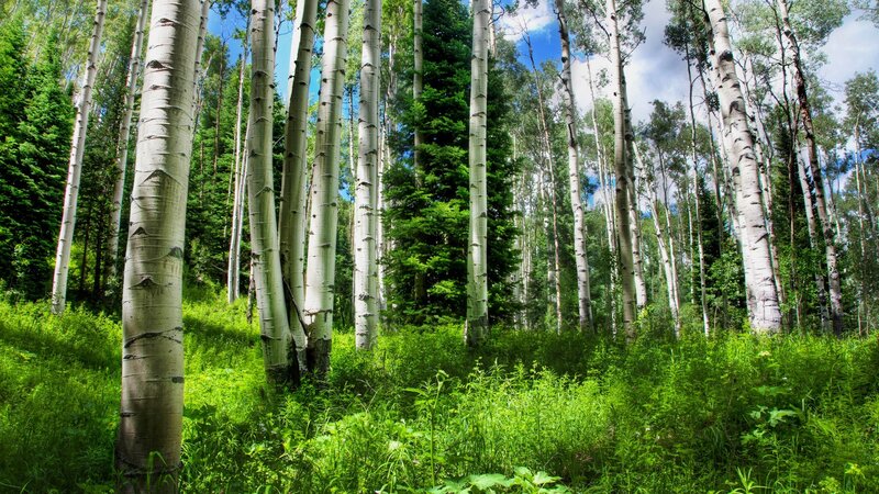 Aspen grove in sunlight