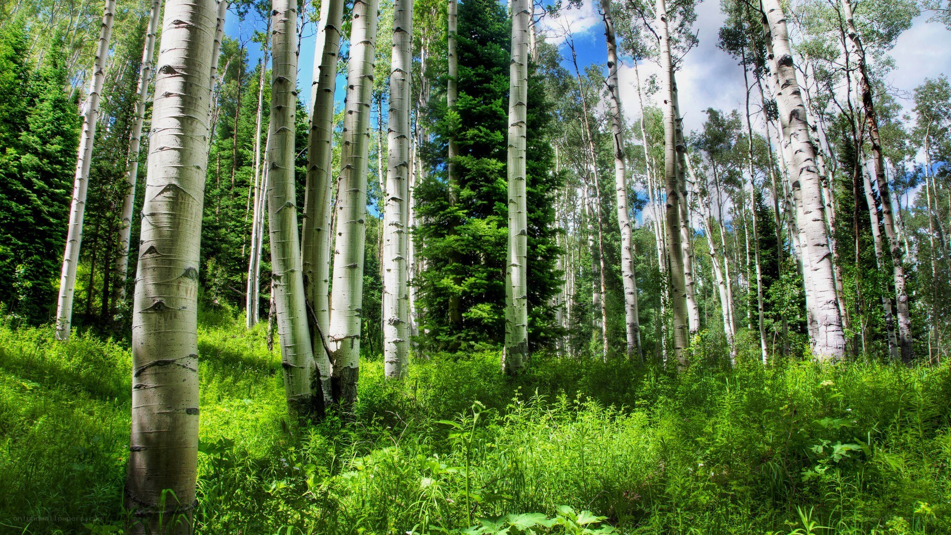 Aspen grove in sunlight