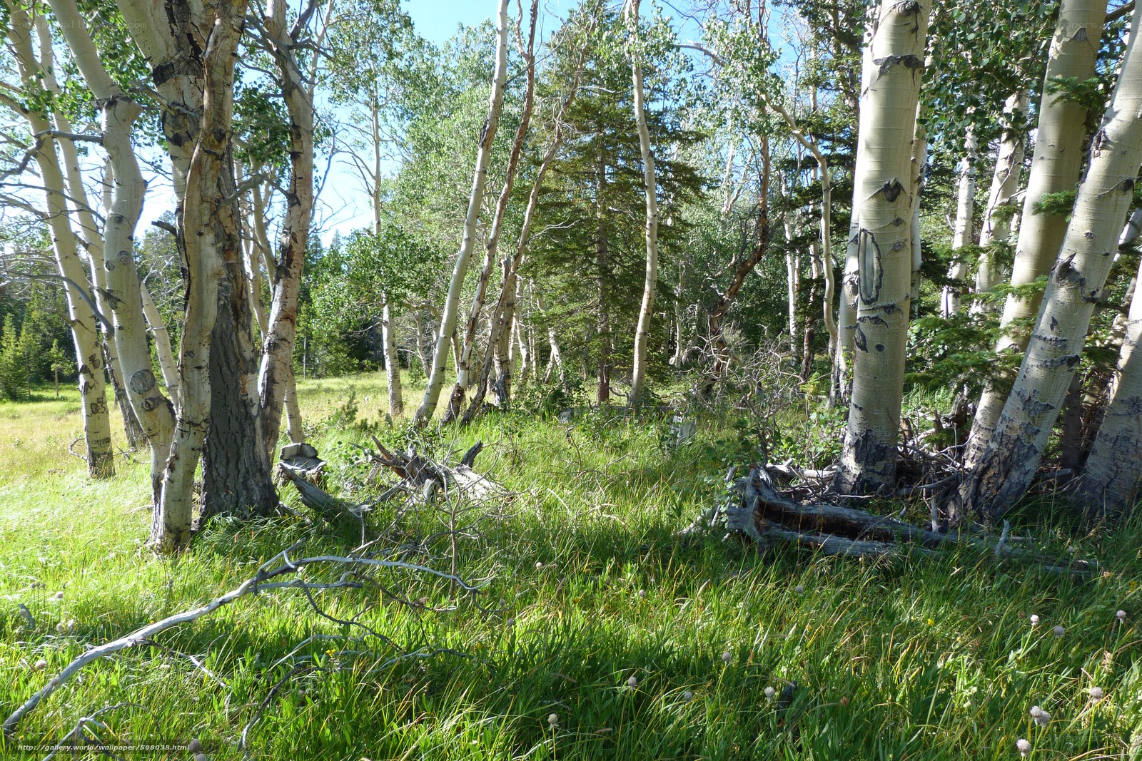 Aspen grove in sunlit meadow