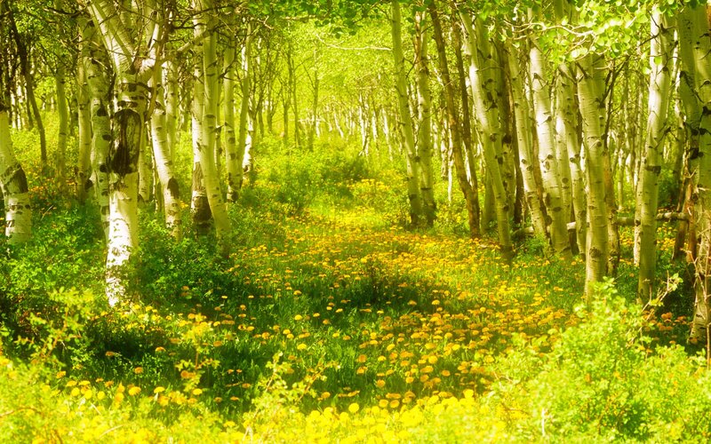Aspen Grove with Dandelions