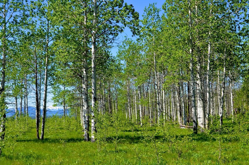 Aspen grove with mountains