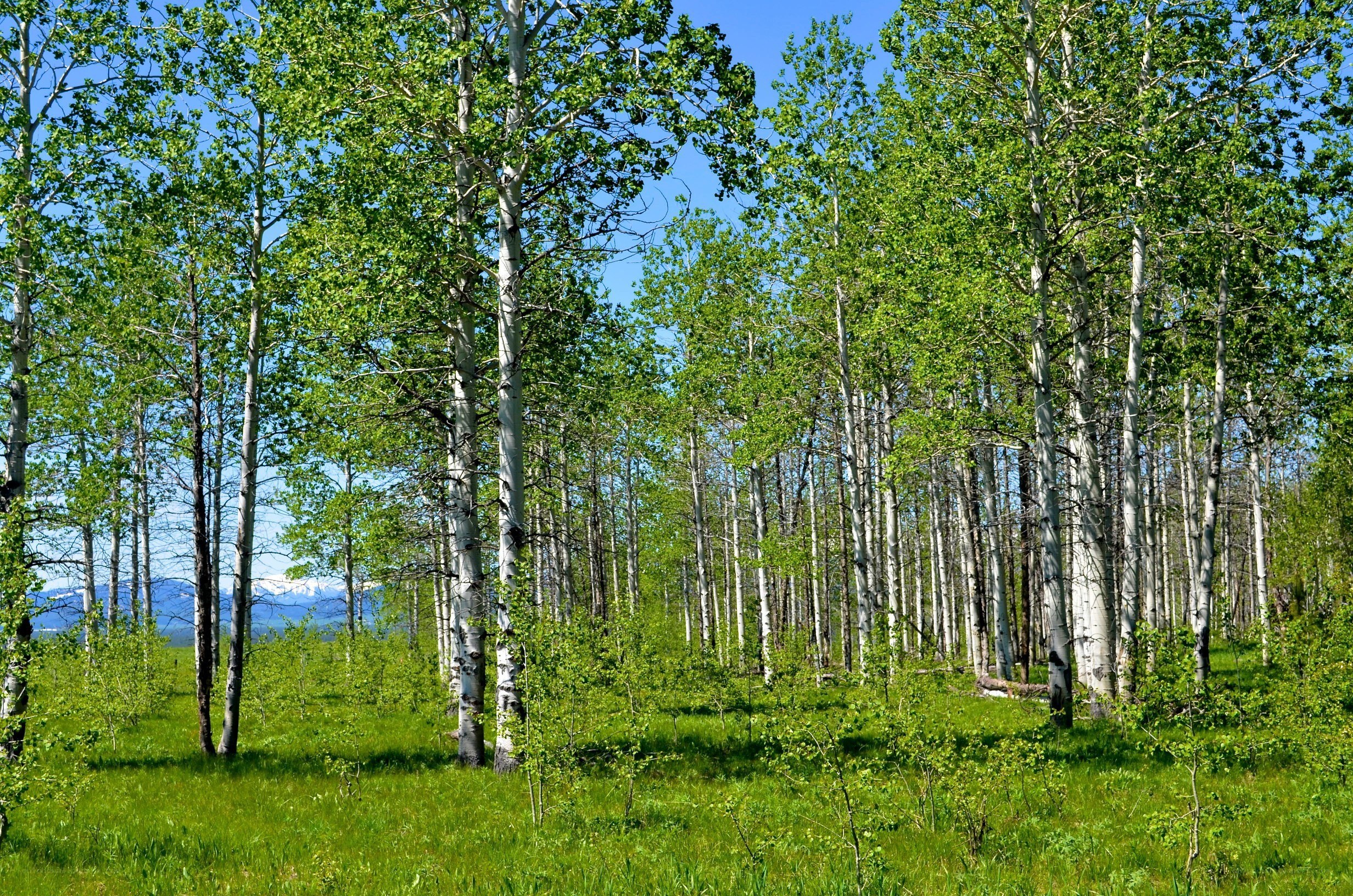 Aspen grove with mountains
