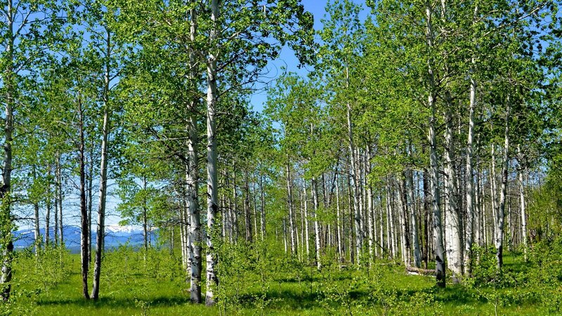Aspen grove with mountains