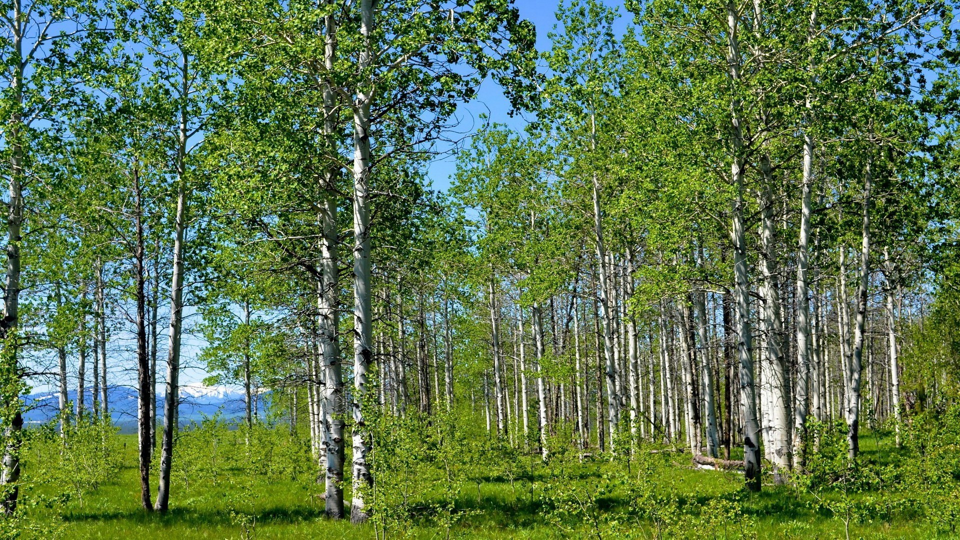 Aspen grove with mountains