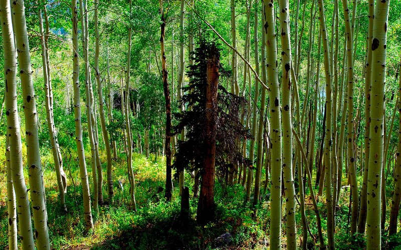 Aspen grove with pine tree