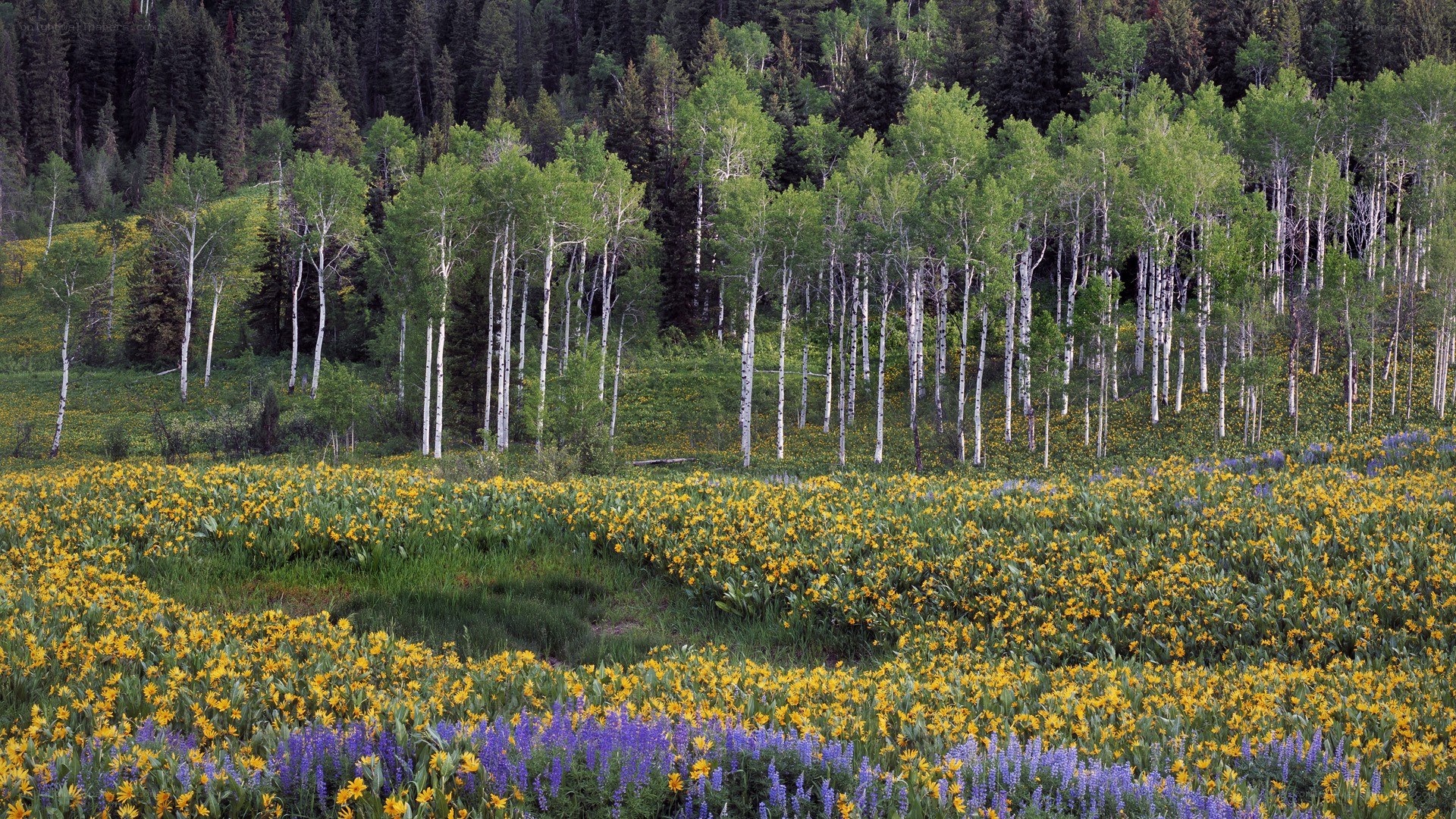 Aspen grove with wildflowers