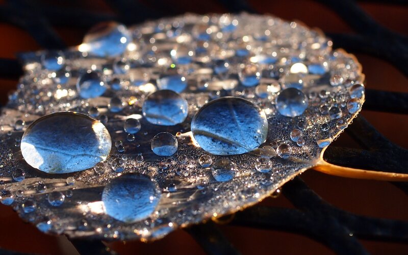 Aspen Leaf with Water Droplets