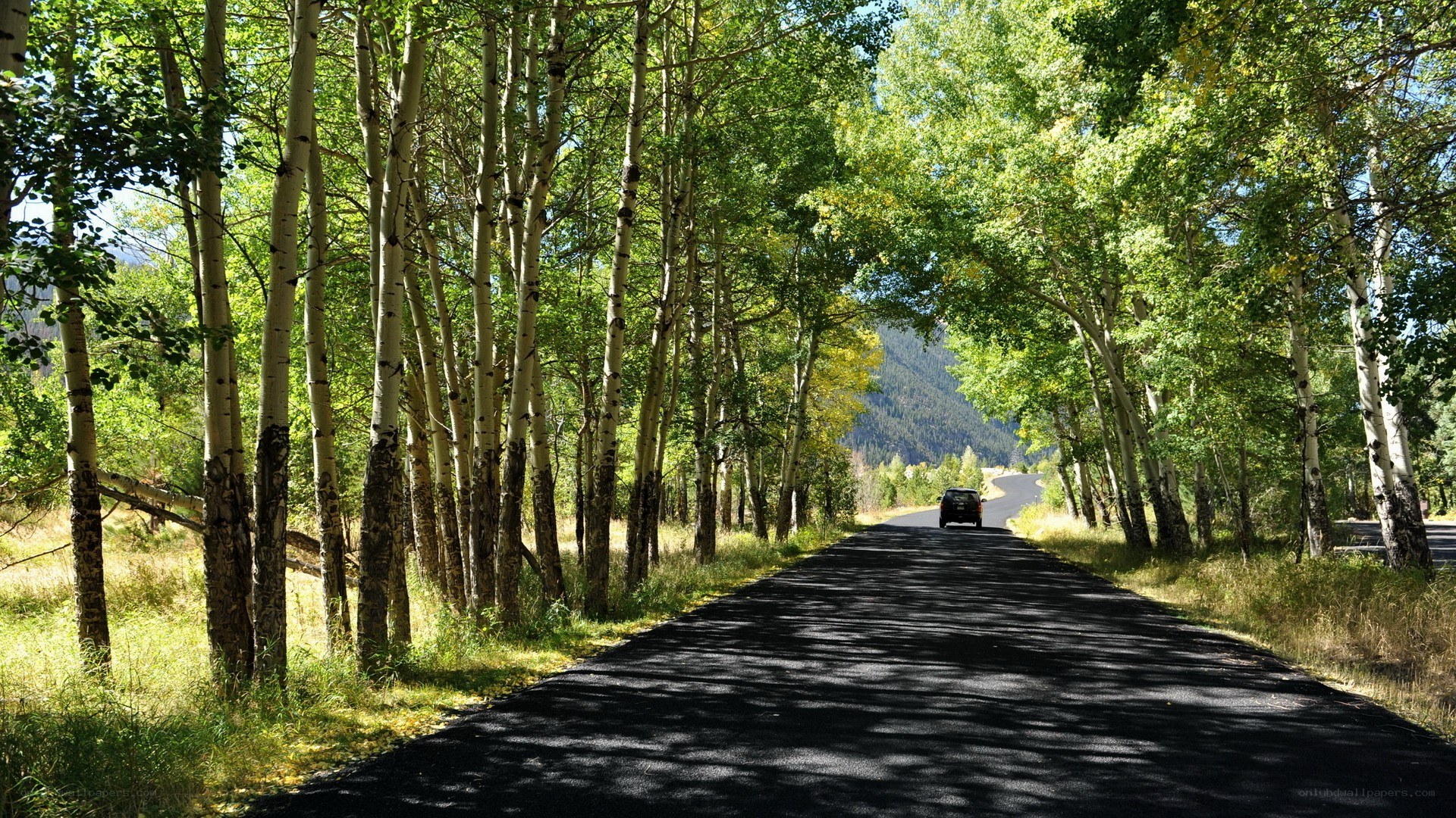Aspen-lined road in mountain valley